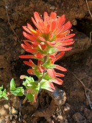 Castilleja pruinosa