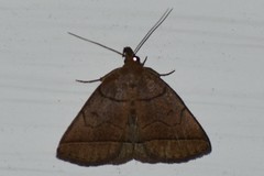 Zanclognatha obscuripennis