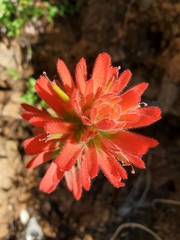 Castilleja pruinosa