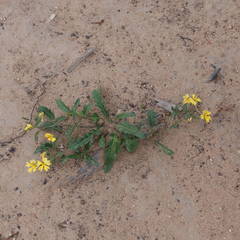 Goodenia hederacea
