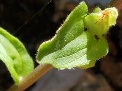 Castilleja pruinosa