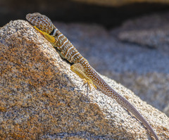 Crotaphytus vestigium