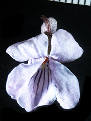 Viola epipsiloides