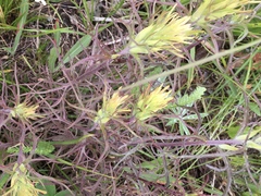 Castilleja cervina