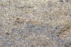 Favonigobius exquisitus