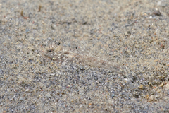 Favonigobius exquisitus