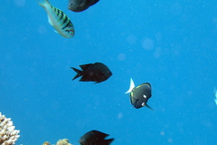 Acanthurus nigricans