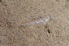 Favonigobius exquisitus