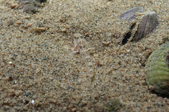 Favonigobius exquisitus