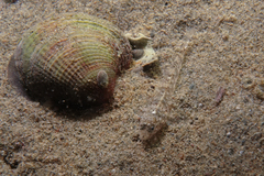 Favonigobius exquisitus
