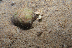 Favonigobius exquisitus