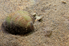 Favonigobius exquisitus