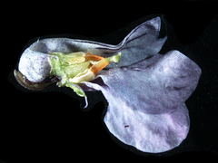 Viola epipsiloides