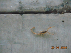 Centruroides infamatus