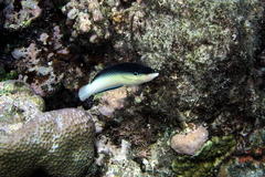 Anampses neoguinaicus