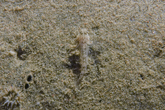 Favonigobius exquisitus