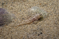Favonigobius exquisitus