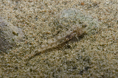 Favonigobius exquisitus