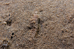Favonigobius exquisitus