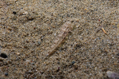 Favonigobius exquisitus