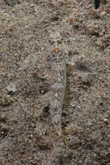 Favonigobius exquisitus
