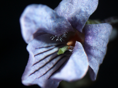 Viola epipsiloides