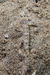 Favonigobius exquisitus