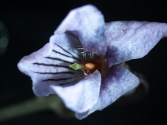 Viola epipsiloides