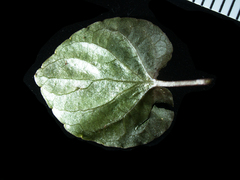 Viola epipsiloides