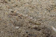 Favonigobius exquisitus