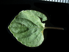 Viola epipsiloides