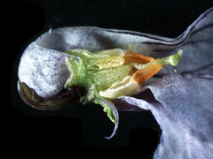 Viola epipsiloides