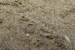 Favonigobius exquisitus