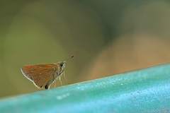 Polytremis lubricans