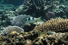 Parupeneus crassilabris