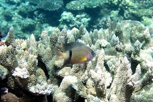 Blackbar Damselfish