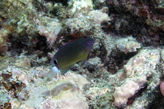 Pomacentrus bankanensis