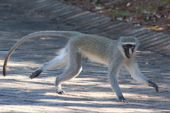 Vervet Monkey photo 2