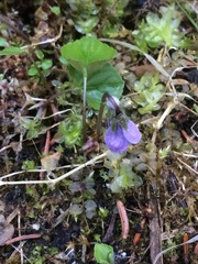 Viola epipsiloides