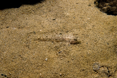 Favonigobius exquisitus