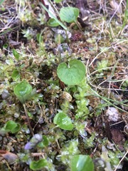 Viola epipsiloides