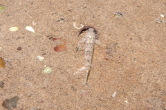 Favonigobius exquisitus