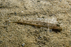 Favonigobius exquisitus