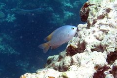 Pomacentrus lepidogenys