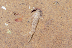 Favonigobius exquisitus