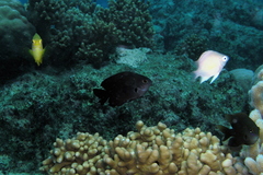 Pomacentrus brachialis