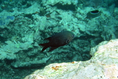 Pomacentrus brachialis