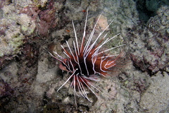 Pterois radiata