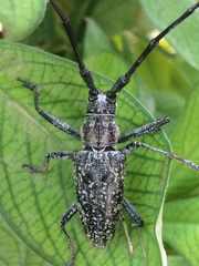 Pelargoderus