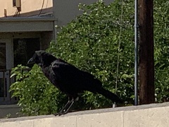 Corvus corax